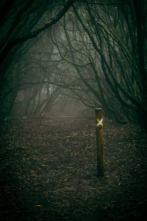 A Wooden Post in a Foggy Forest