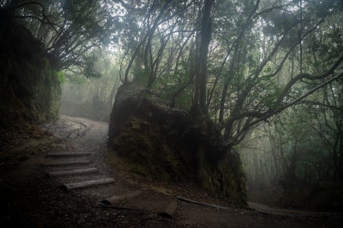 คลังภาพถ่ายฟรี ของ จินตนาการ, ทางเดิน, ป่า