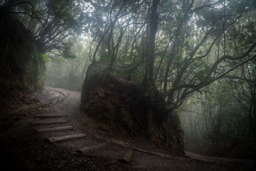 A misty forest trail creates a serene and mysterious atmosphere in the early morning light.