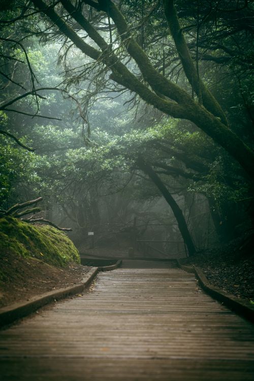 Free Serene forest pathway enveloped in mist and lush greenery, evoking mystery. Stock Photo