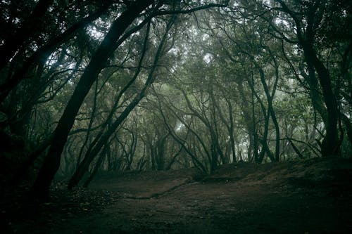 ağaçlar, iz, orman içeren Ücretsiz stok fotoğraf