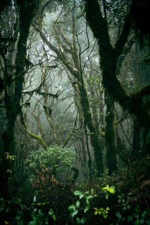 Free A mystical, misty forest filled with dense intertwined branches and lush greenery. Stock Photo