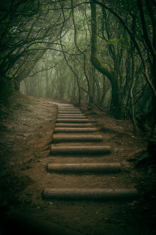 Free Steps Made with Tree Trunks Stock Photo