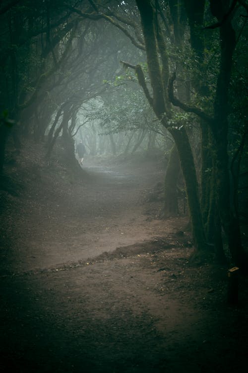 Free Pathway in the Middle of a Foggy Forest Stock Photo