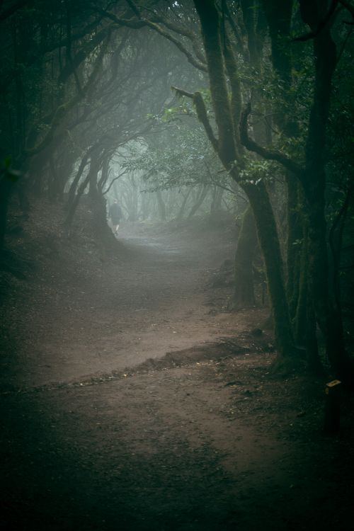Free A foggy, mysterious forest path surrounded by dense trees creating an eerie atmosphere. Stock Photo