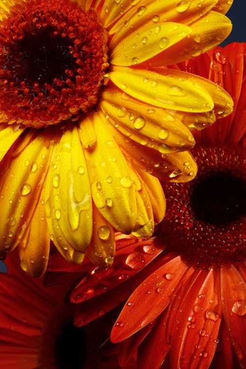 Бесплатное стоковое фото с ботаника, вода, дождь