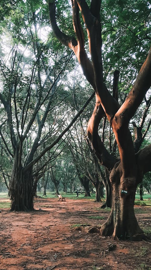 Základová fotografie zdarma na téma architektura, bangalore, botanická zahrada