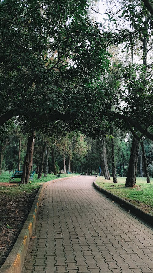 Základová fotografie zdarma na téma architektura, bangalore, botanická zahrada