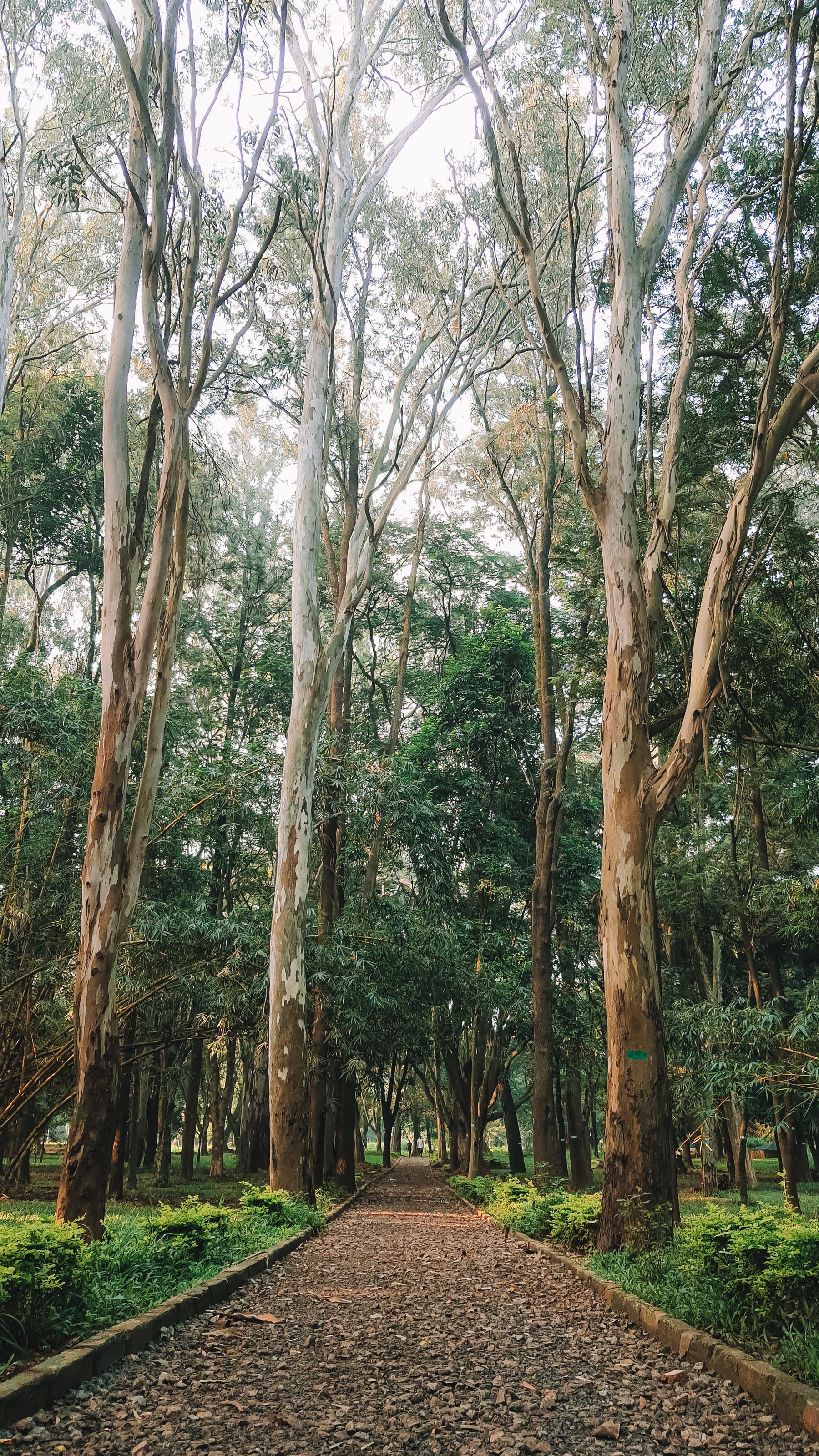 A eucalyptus trail, Bengaluru