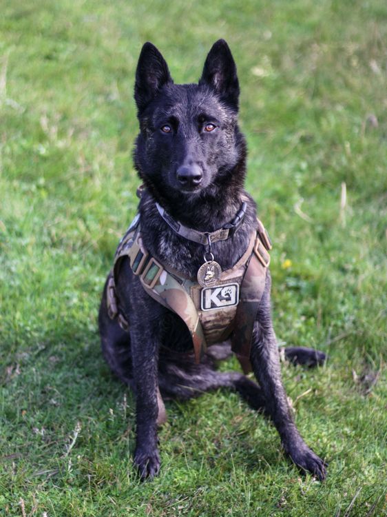 A K9 Dog Sitting On The Grass Free Stock Photo A k9 dog sitting on the grass free stock photo
