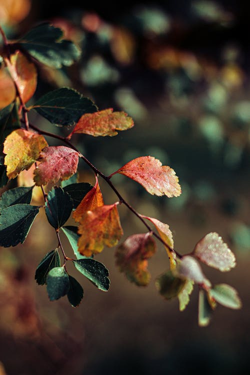Close-up of Colorful Leaves on a Branch in Autumn 