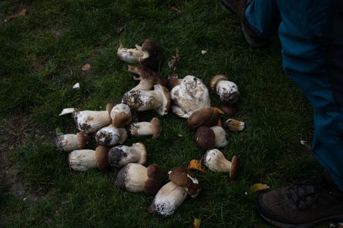 Foraged boletes on grass