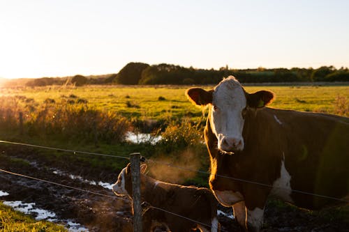 Cow with a Calf in the Farm