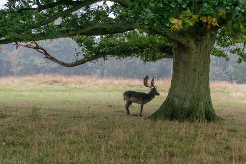 A Moose Beside a Tree on Grassland