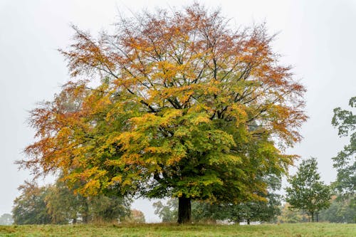 Darmowe zdjęcie z galerii z drzewo, jesień