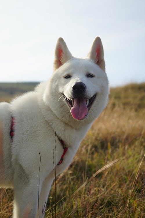 Kostenloses Stock Foto zu grasfläche, haustier, hund