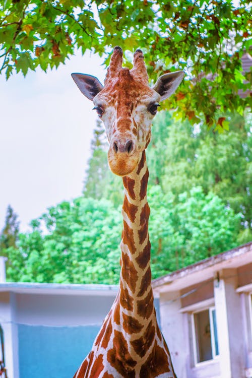 grátis Girafa Marrom Foto profissional