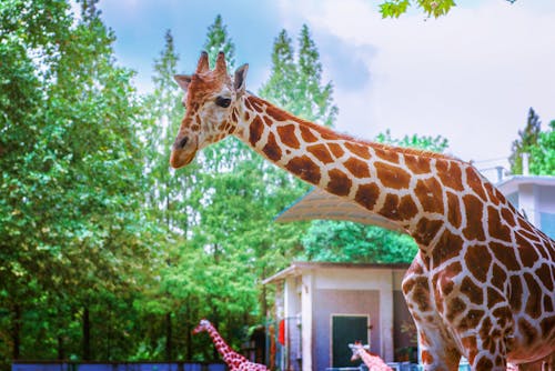 Free Giraffe Standing Under Trees Stock Photo