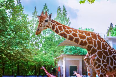 Giraffe