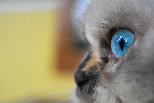 Free stock photo of blue eyes, cat, cat eye Stock Photo