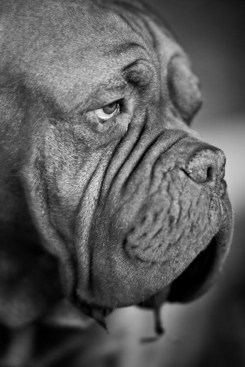 Grayscale Photo of French Mastiff Close-up Photo