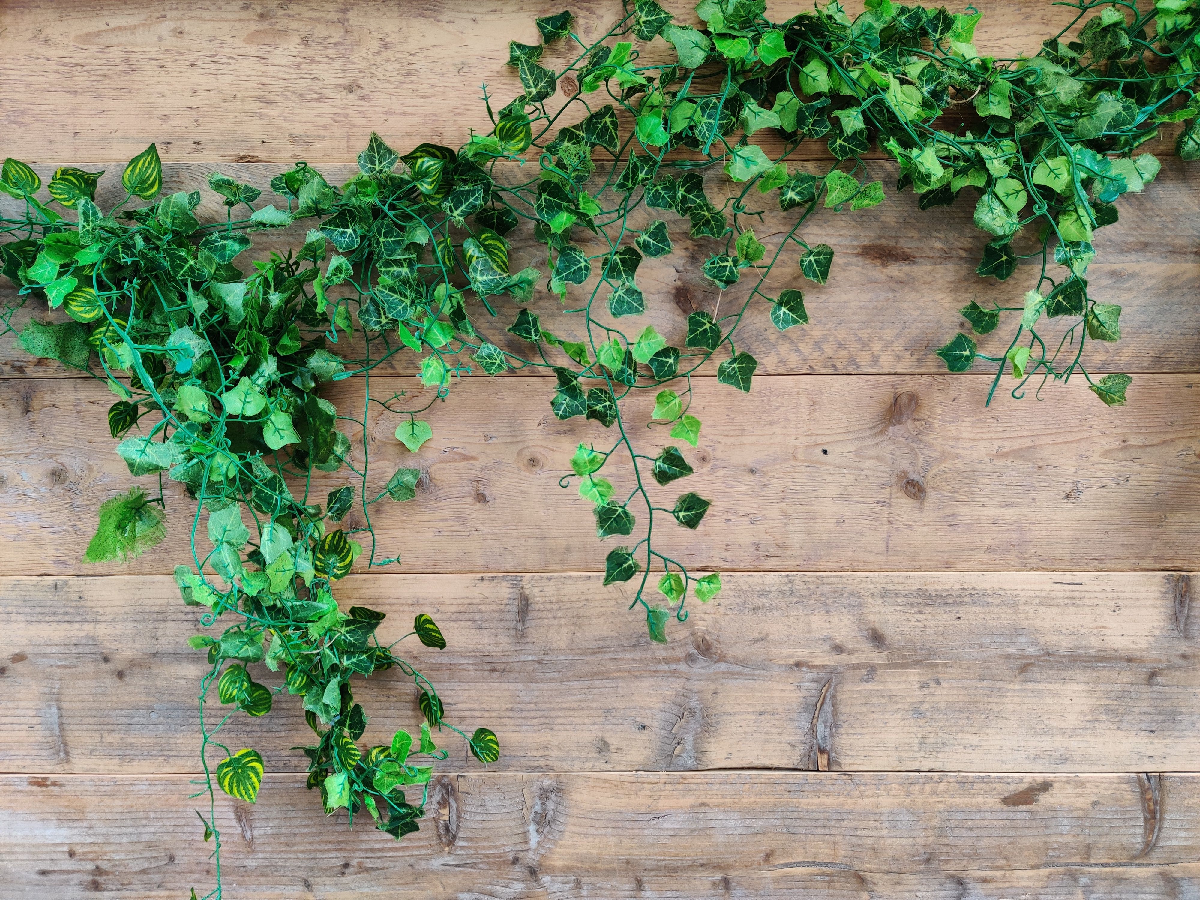 Green Ivy Leaves Near a Wooden Surface · Free Stock Photo