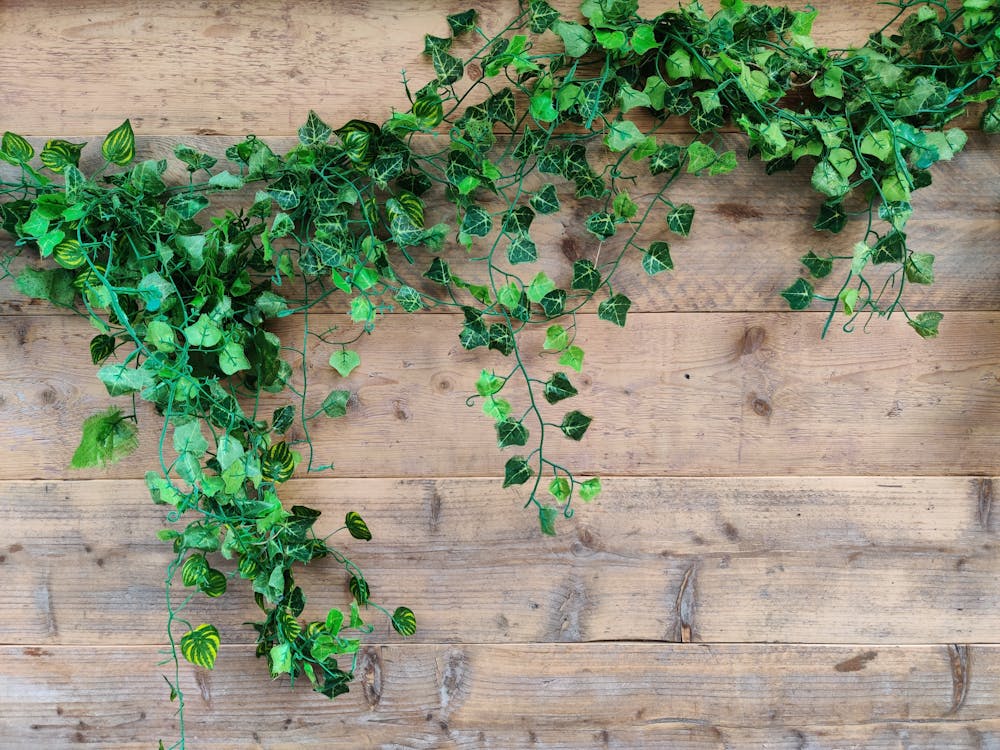 Green Ivy Leaves Near a Wooden Surface