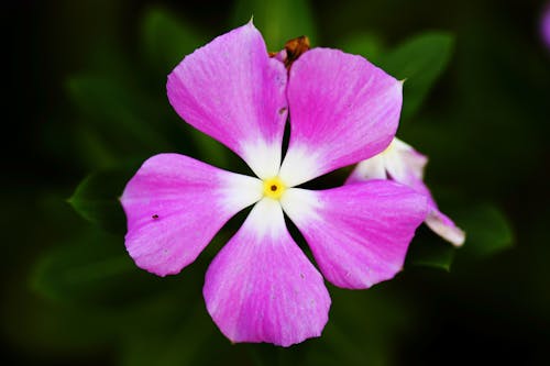 Foto profissional grátis de botânica, cabeça de flor, cor saturada