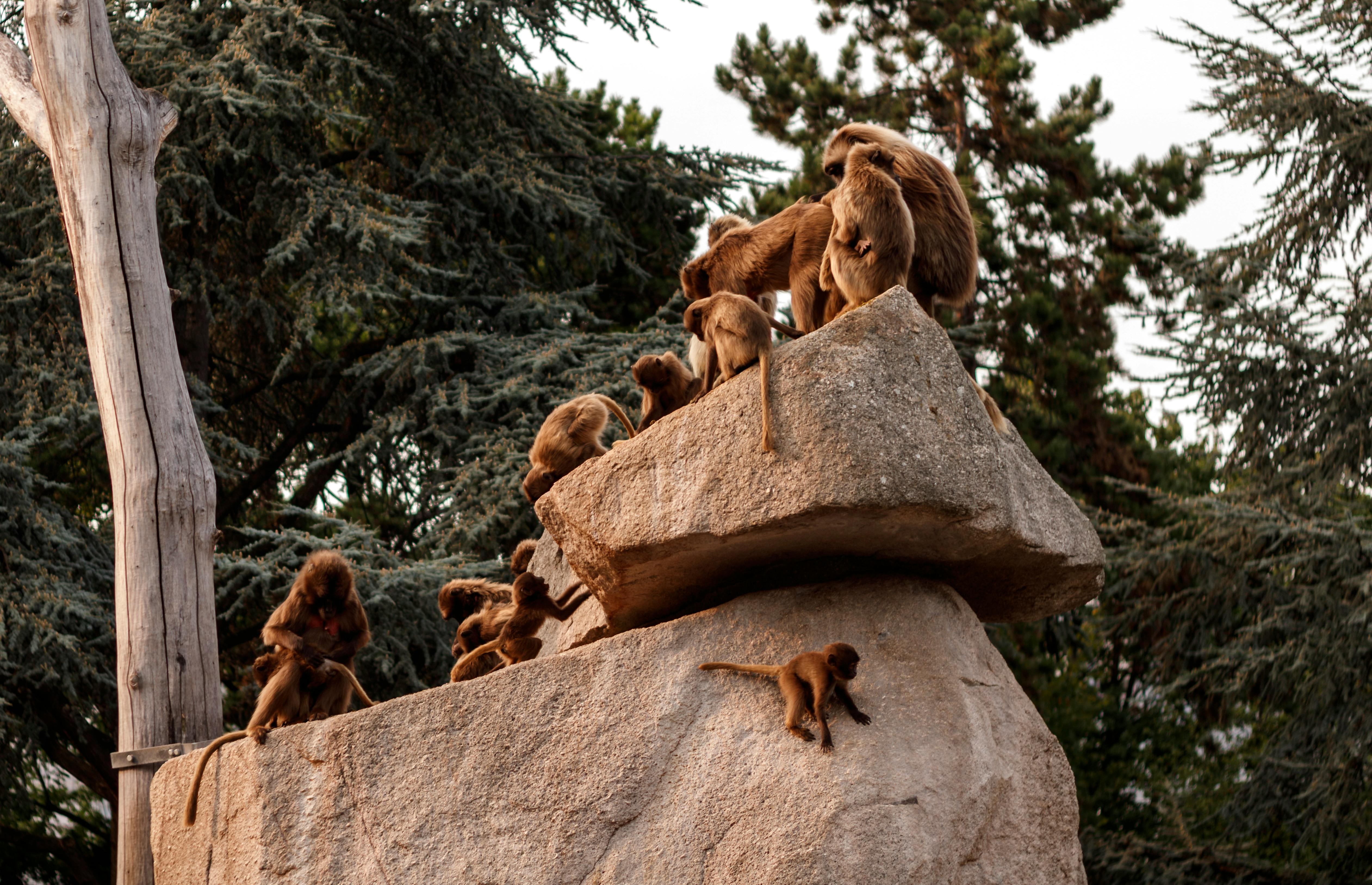 monkeys sitting on rocks