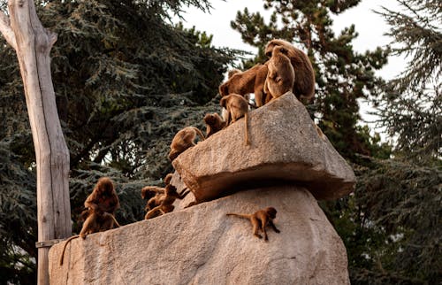 Monkeys Sitting on Rocks 