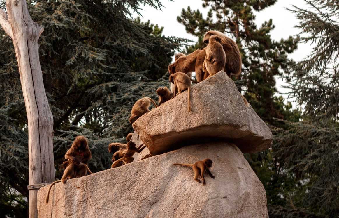 Monkeys Sitting on Rocks · Free Stock Photo