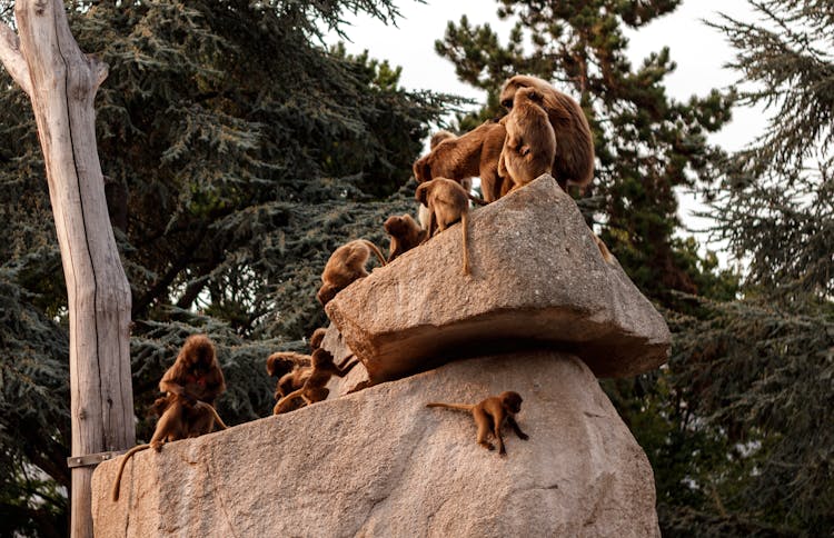 Monkeys Sitting On Rocks 