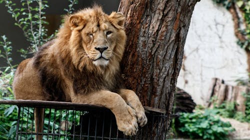 Ücretsiz aslan, avcı, büyük kedi içeren Ücretsiz stok fotoğraf Stok Fotoğraflar