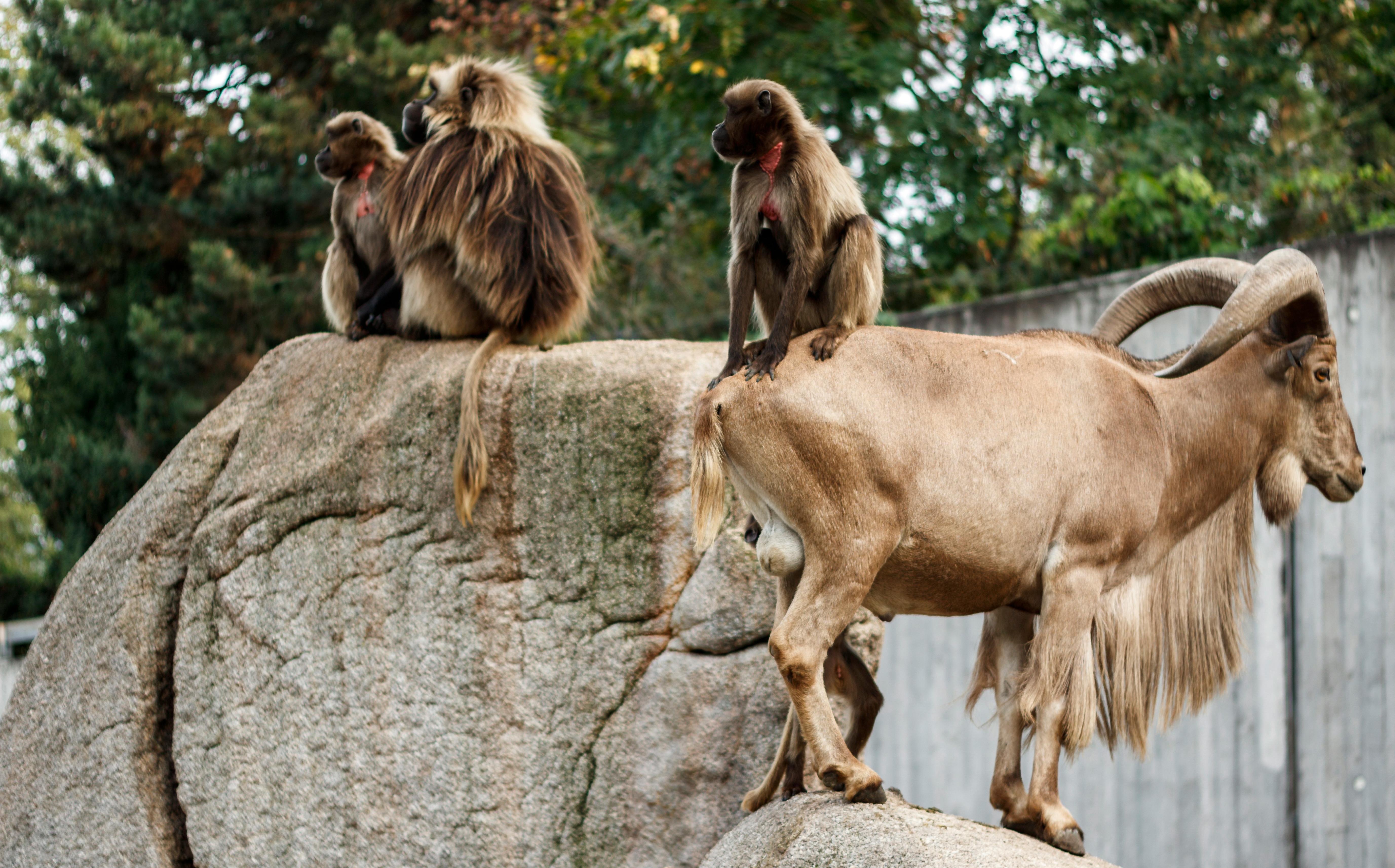 Goat and Monkeys · Free Stock Photo