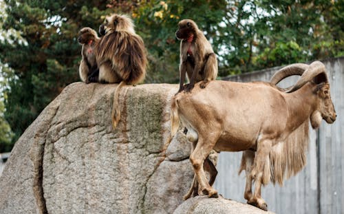 サル, やぎ, 動物園の無料の写真素材