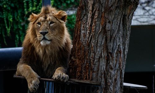 Free A powerful lion with a full mane resting against a tree, highlighting its natural majesty. Stock Photo