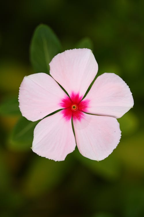 Бесплатное стоковое фото с ботаника, выборочный фокус, головка цветка