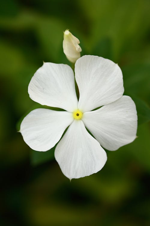 Foto profissional grátis de botânica, branco, cabeça de flor