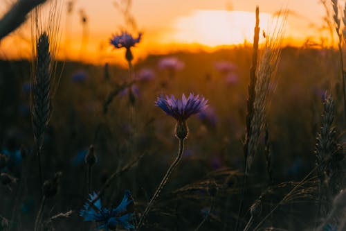 紫の花のクローズアップ写真