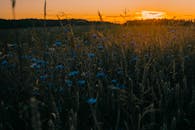 俯瞰着盛开着蓝色矢车菊和青草的野花地，是宁静的日落景色