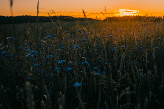 俯瞰着盛开着蓝色矢车菊和青草的野花地，是宁静的日落景色