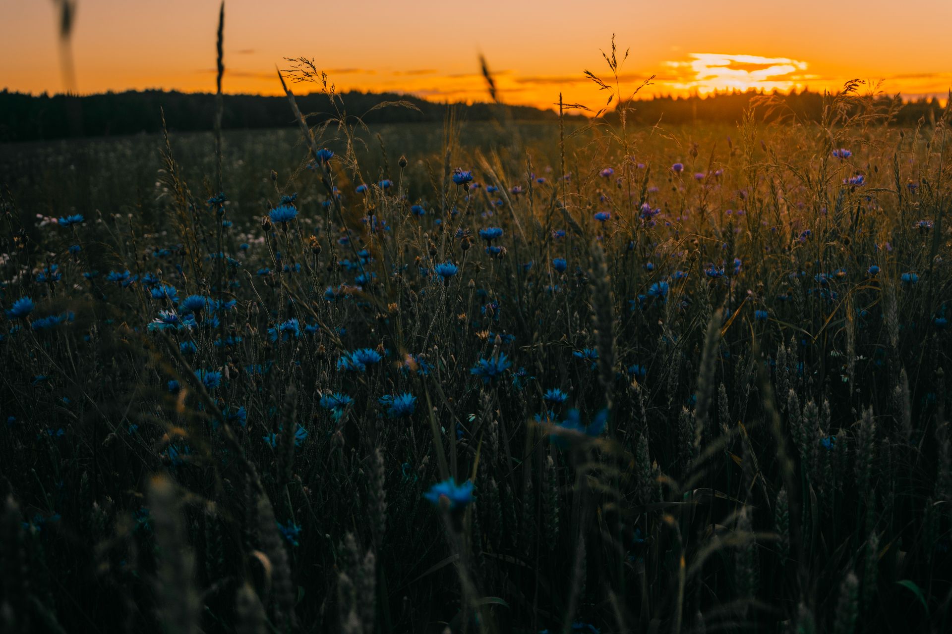 Serene sunset view over a wildflower field filled with blue cornflowers and grass.