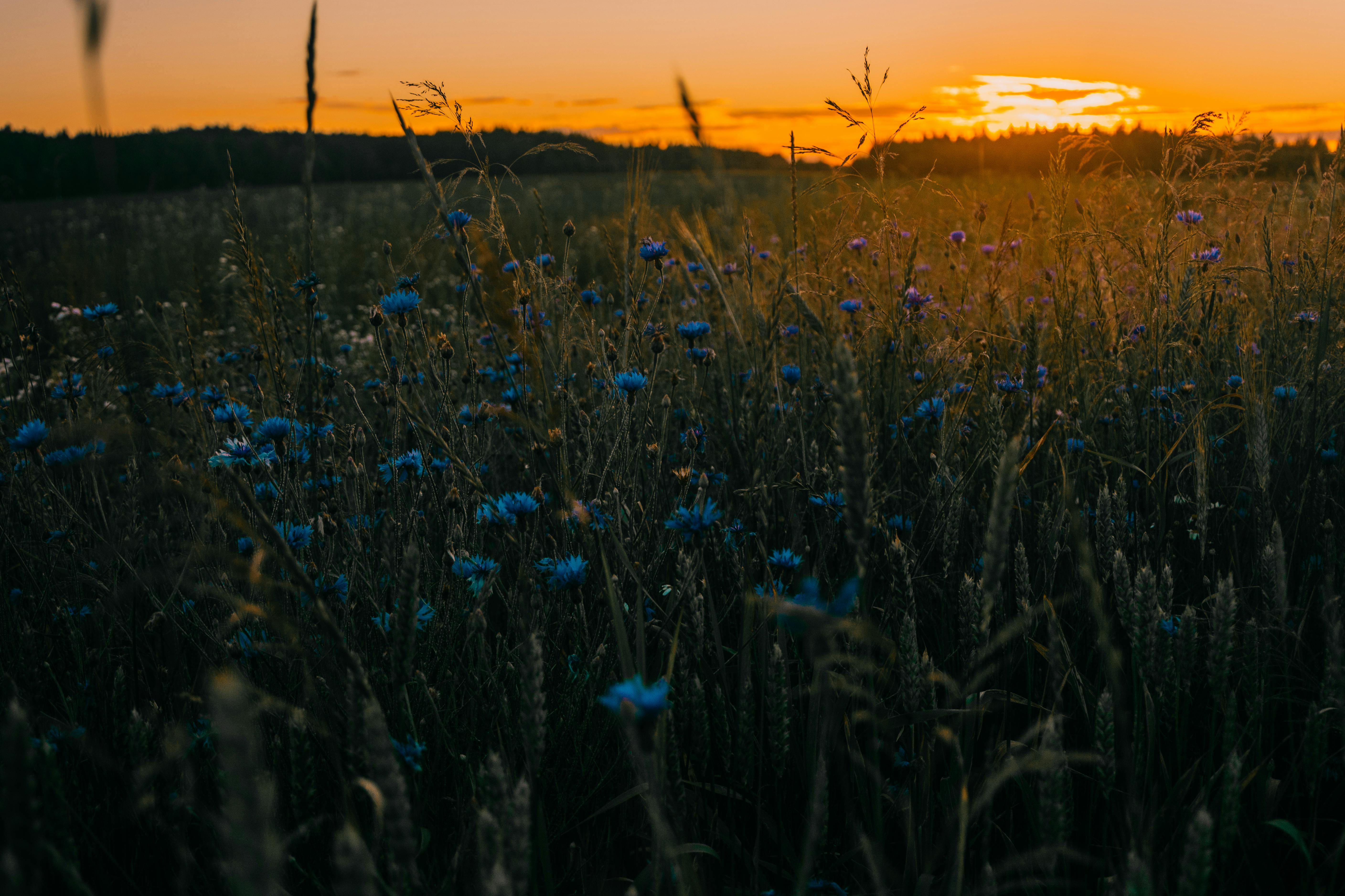 Blue Cornflowers · Free Stock Photo