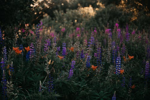無料 紫ルピナスの花 写真素材