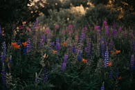 金色的灯光下，美丽的夏季草地上开满了紫色的芭蕉和生机勃勃的野花