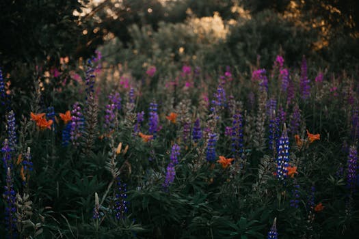 金色的灯光下，美丽的夏季草地上开满了紫色的芭蕉和生机勃勃的野花