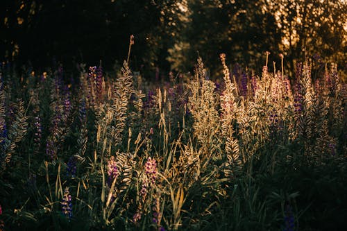 Pink Petaled Flowers Field