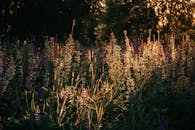 黄金时段的草地上郁郁葱葱，野花盛开，阳光温暖