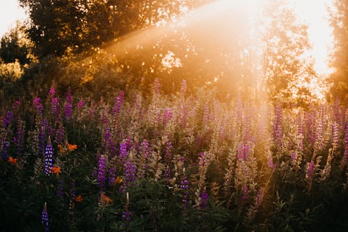 Foto Van Lavenders Tijdens Golden Hour