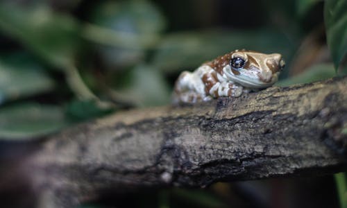 Fotobanka s bezplatnými fotkami na tému amazonská mliečna žaba, misia zlatooká rosnička, obojživelník